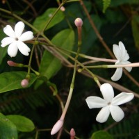 Jasminum polyanthum Franch.